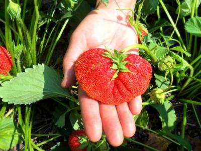 Прикрепленное изображение: dachavirtoriya, сорта клубники, сорт Юля.JPG